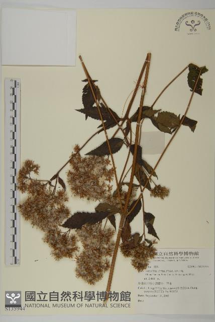 登錄號:S135944藏品圖，第1張