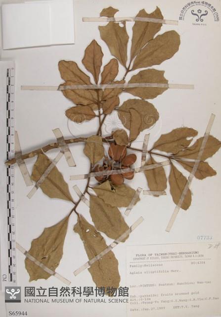 大葉樹蘭藏品圖，第1張