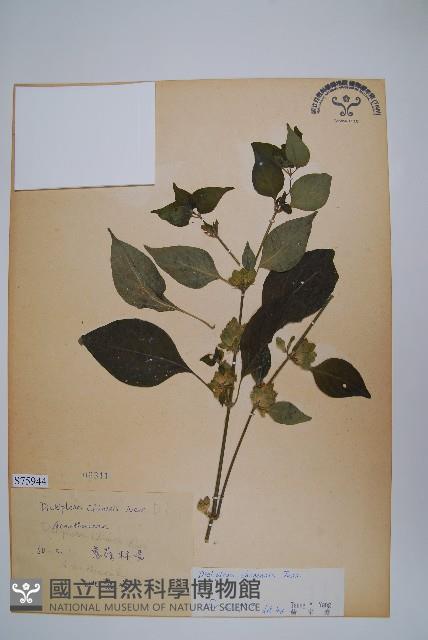 華九頭獅子草藏品圖，第1張