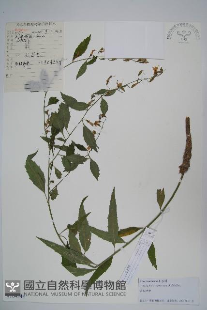 多歧沙參藏品圖，第1張