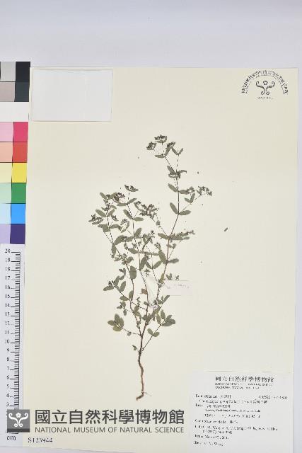 紫斑大戟藏品圖，第1張