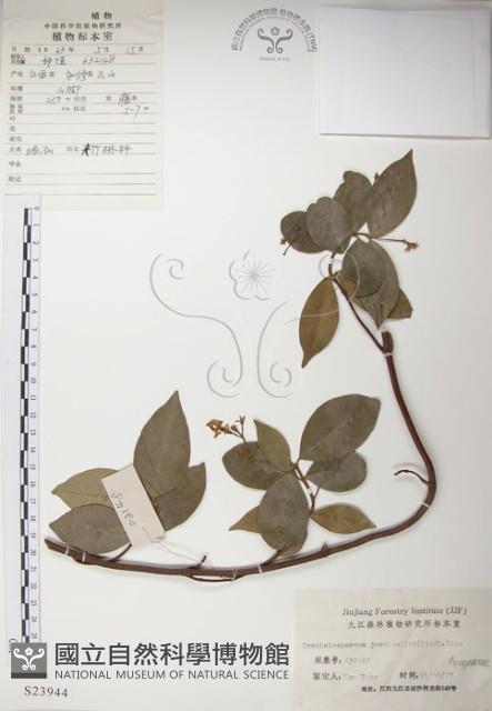 絡石藏品圖，第1張