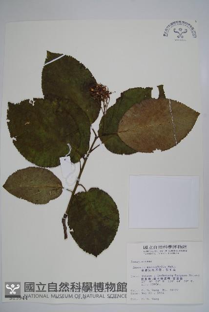 破布烏藏品圖，第1張