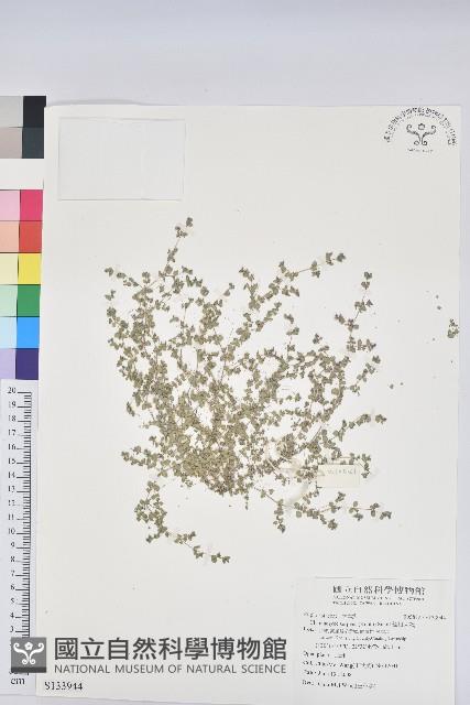 匐根大戟藏品圖，第1張