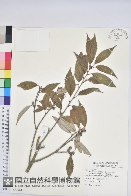 狹葉椆藏品圖，第1張