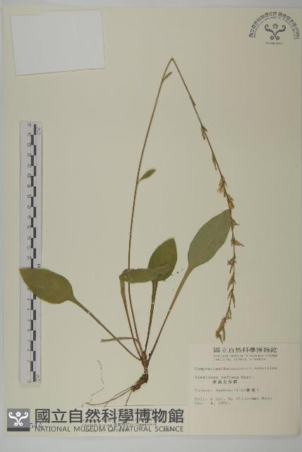 臺灣鬼督郵藏品圖，第1張