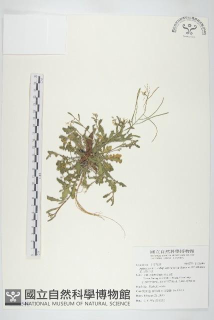 玉山筷子芥藏品圖，第1張