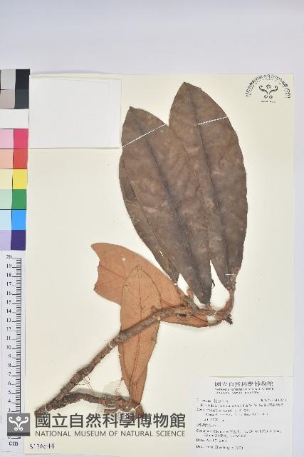 鐮果杜鵑藏品圖，第1張