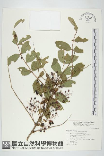 臺灣馬桑藏品圖，第1張