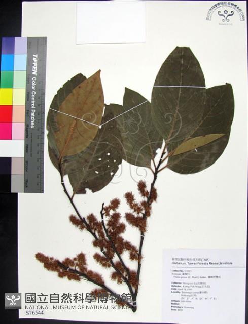 柿葉野櫻、蘭嶼野櫻花藏品圖，第1張