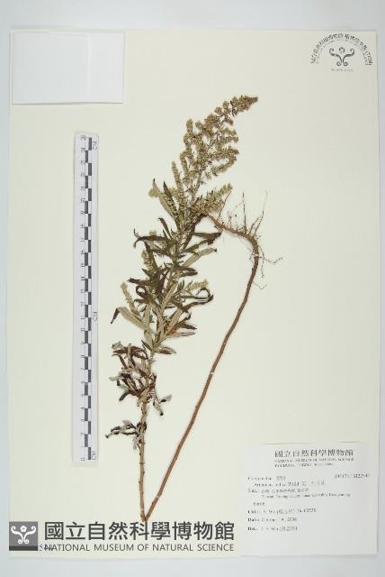 野艾蒿藏品圖，第1張