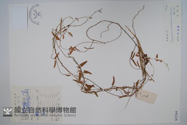 海南杯冠藤藏品圖，第1張