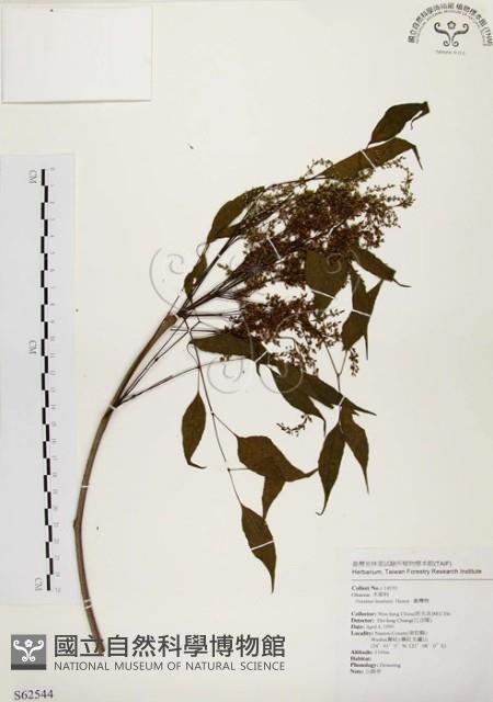 臺灣梣藏品圖，第1張