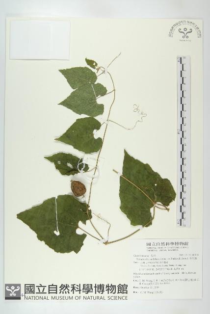 青牛膽藏品圖，第1張