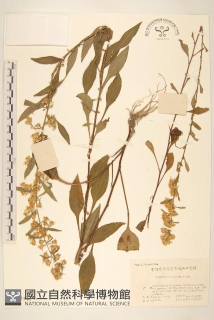 一枝黃花藏品圖，第1張