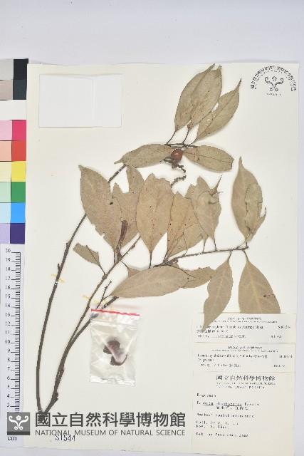 子彈石櫟藏品圖，第1張