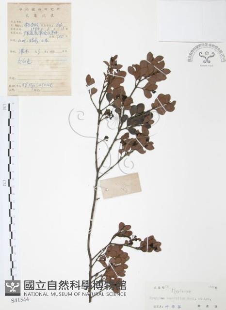 小葉赤楠藏品圖，第1張