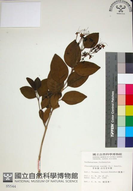 苦林盤藏品圖，第1張