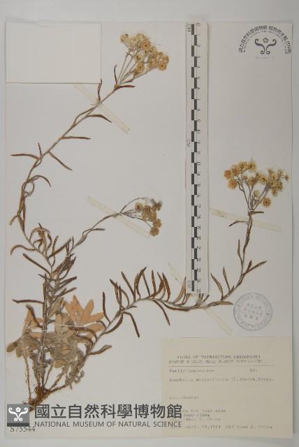 抱莖籟簫藏品圖，第1張