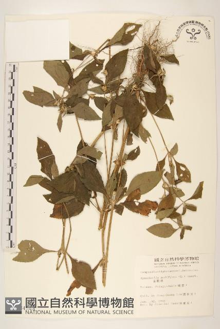 金腰箭藏品圖，第1張