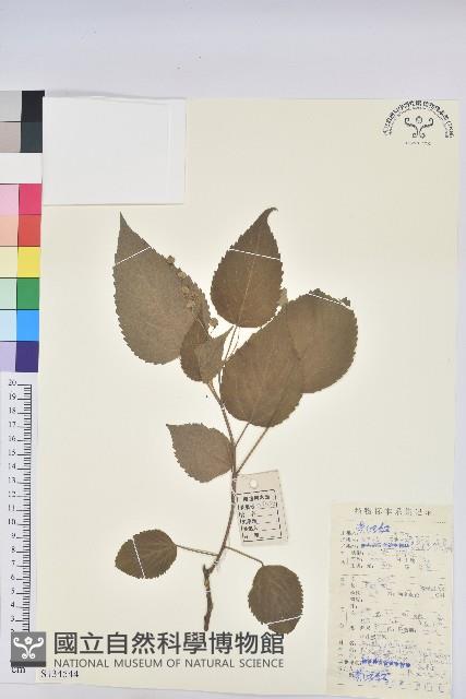 假扎包葉藏品圖，第1張