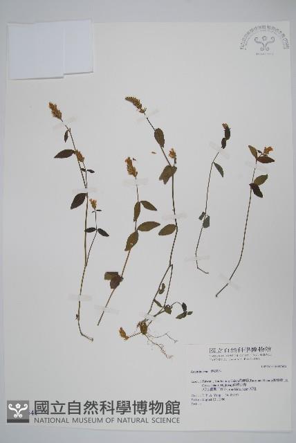 登錄號:S034544藏品圖，第1張