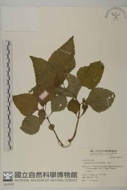 下田菊藏品圖，第1張