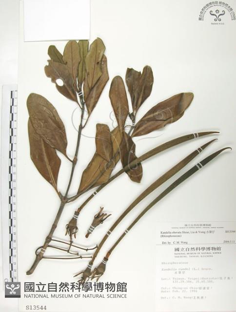 水筆仔藏品圖，第1張