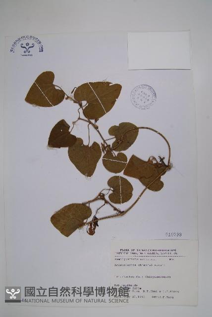 臺灣馬兜鈴、痢藥草藏品圖，第1張