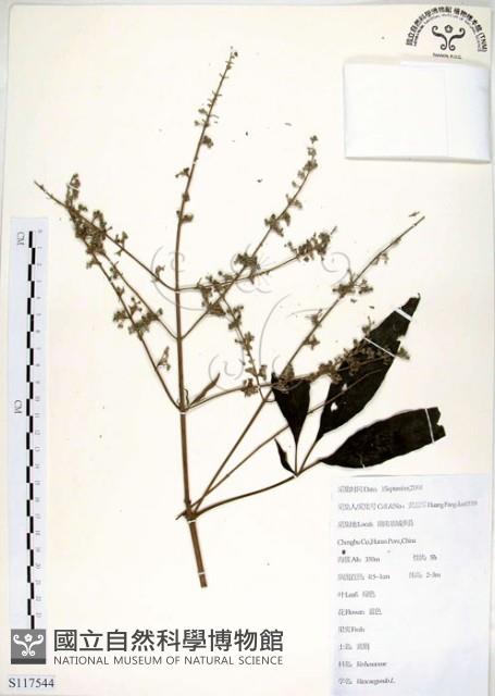 黃荊藏品圖，第1張