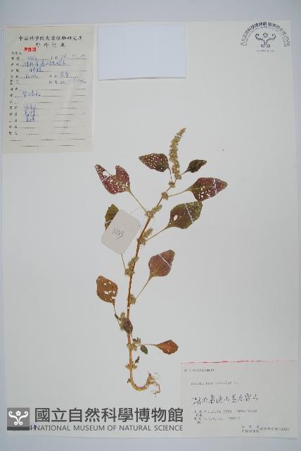 雁來紅、紅莧、老少年藏品圖，第1張