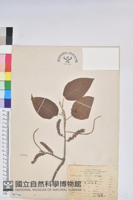 臺灣鐵莧藏品圖，第1張