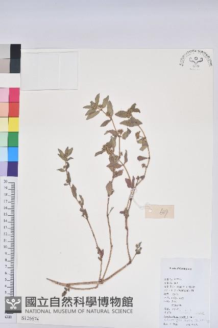 飛揚草藏品圖，第1張