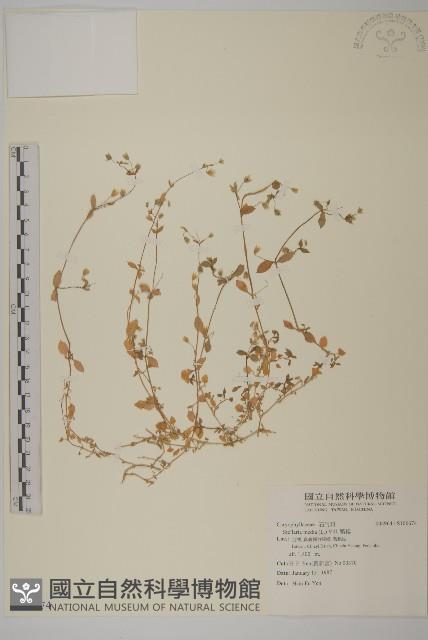 繁縷藏品圖，第1張