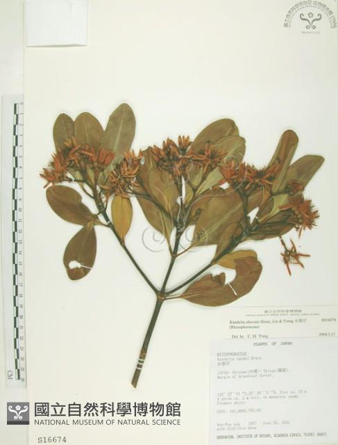 水筆仔藏品圖，第1張