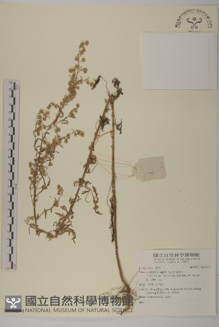 登錄號:S136674藏品圖，第1張