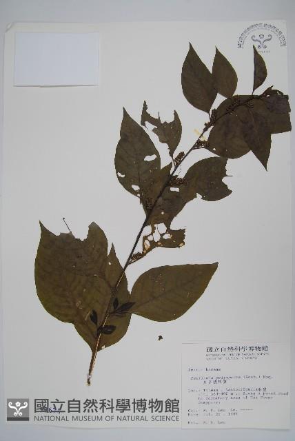 多子漿果莧藏品圖，第1張