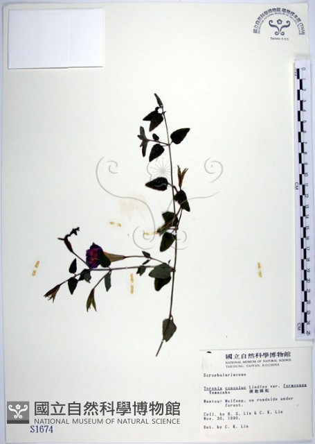 倒地蜈蚣、四角銅鑼藏品圖，第1張