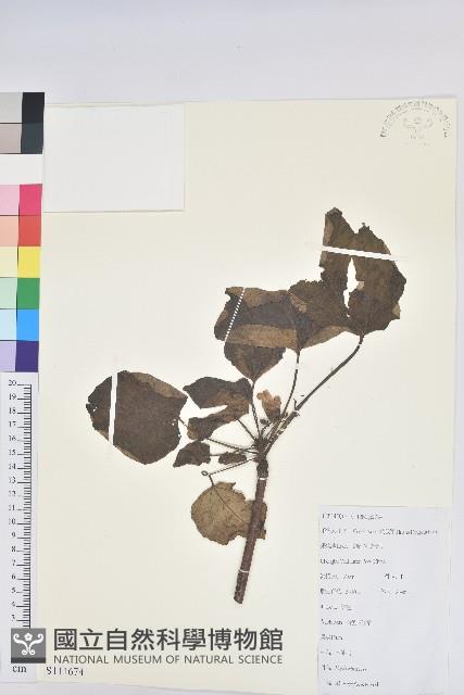 三年桐、光桐藏品圖，第1張