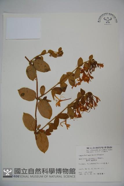 忍冬、金銀花藏品圖，第1張