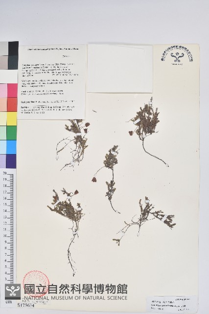 朝天岩須藏品圖，第1張
