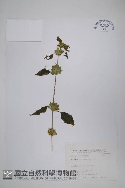 華九頭獅子草藏品圖，第1張