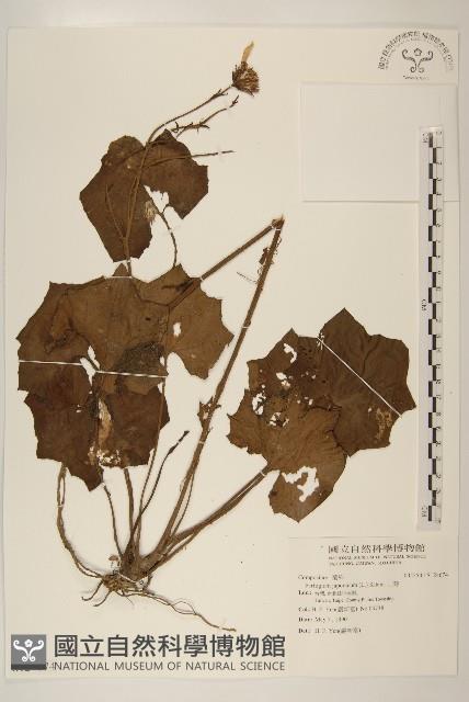 山菊藏品圖，第1張