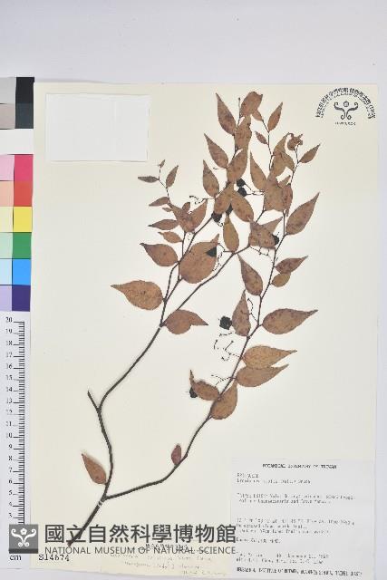 白珠樹藏品圖，第1張