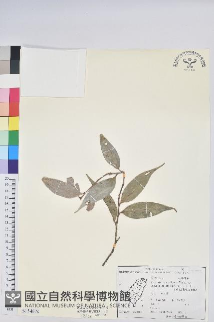 珍珠花、長尾葉越橘藏品圖，第1張