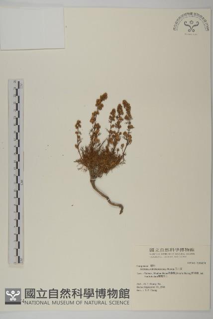 高山艾藏品圖，第1張