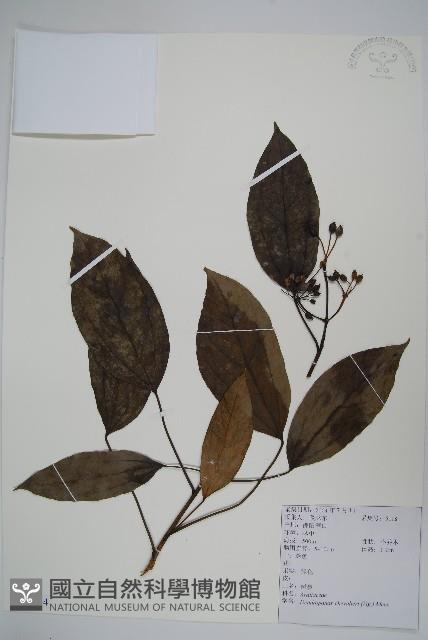 樹參藏品圖，第1張