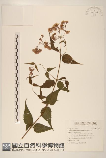 島田氏澤蘭藏品圖，第1張