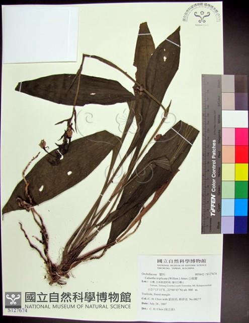 白鶴蘭藏品圖，第1張