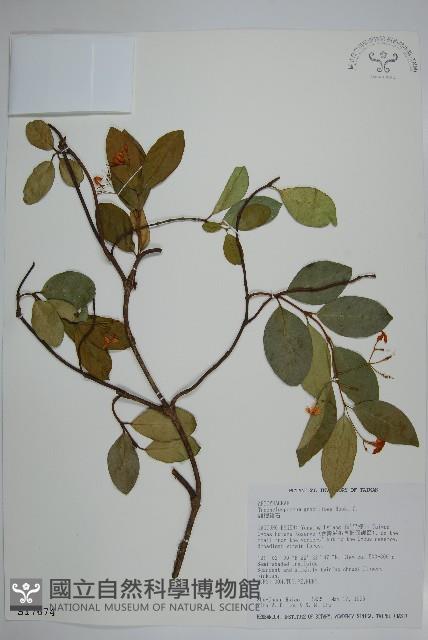 Slender stem star jasmine Collection Image, Figure 1, Total 2 Figures